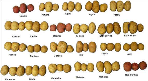 20120525-Potaoes Varieties_patatoes.PNG